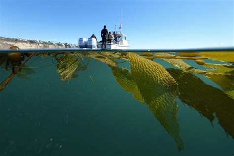 From urchin crushing to lab-grown kelp, efforts to save California’s kelp forests show promise